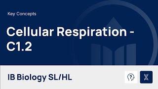 Cell Respiration video thumbnail