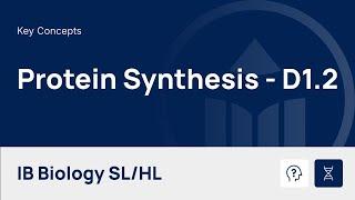 Protein Synthesis video thumbnail