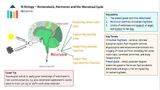 Homeostasis, Hormones and the Menstrual Cycle video thumbnail