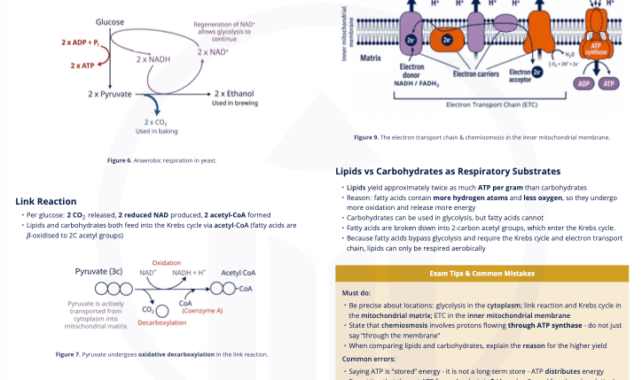 C1.2 - Cell Respiration