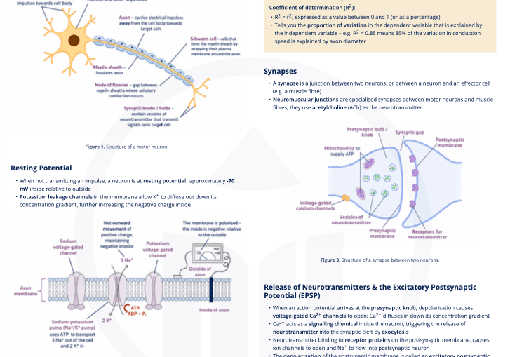 C2.2 Neural Signalling
