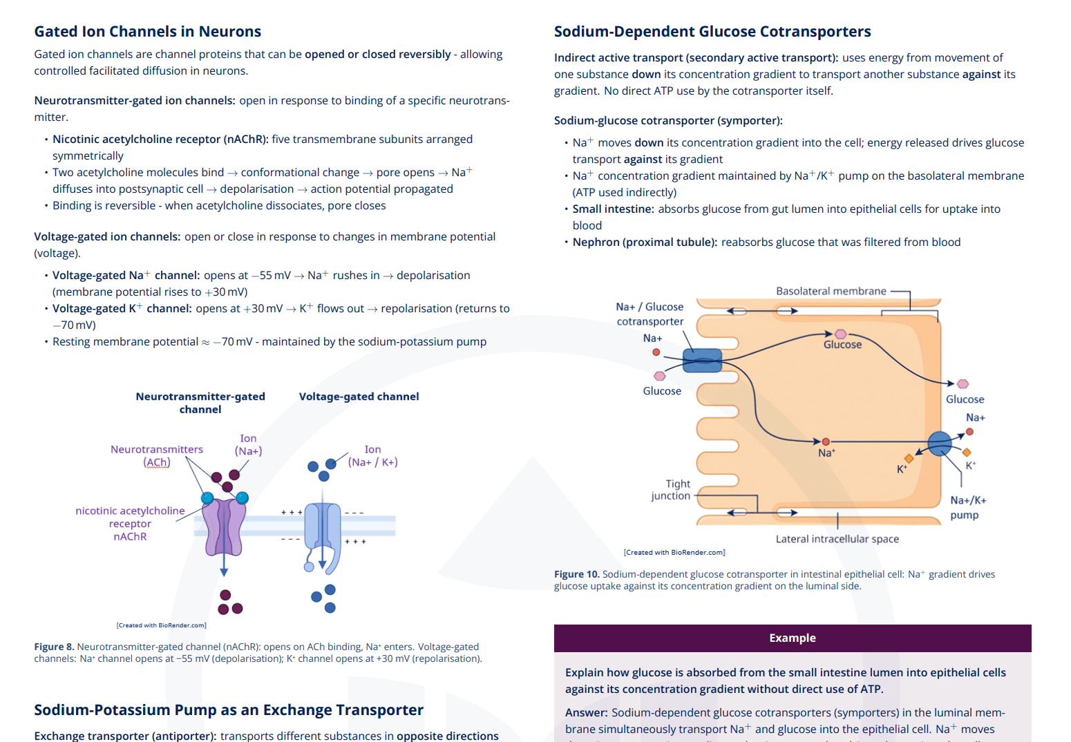 B2.1 - Membranes and Membrane Transport