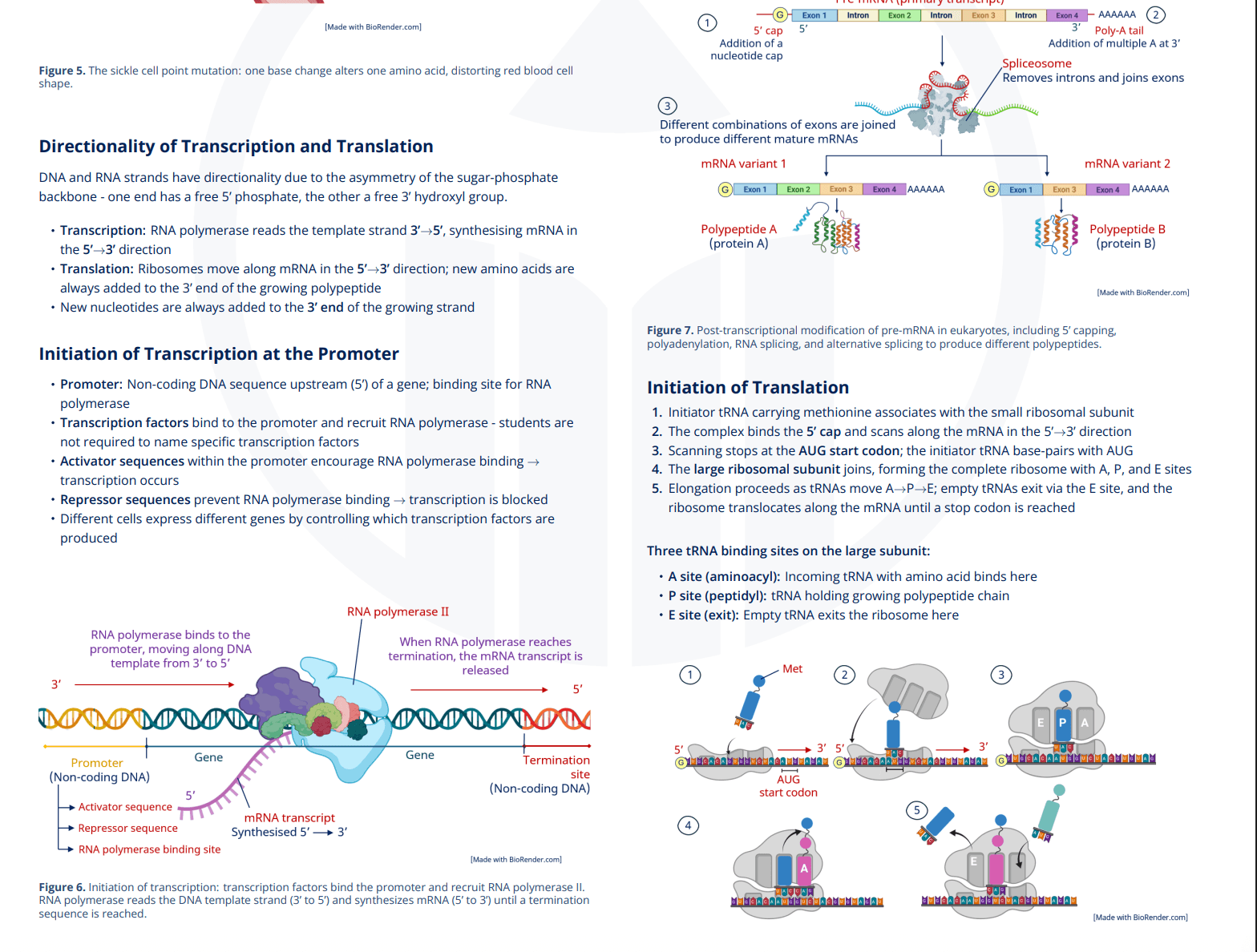 D1.2 - Protein Synthesis