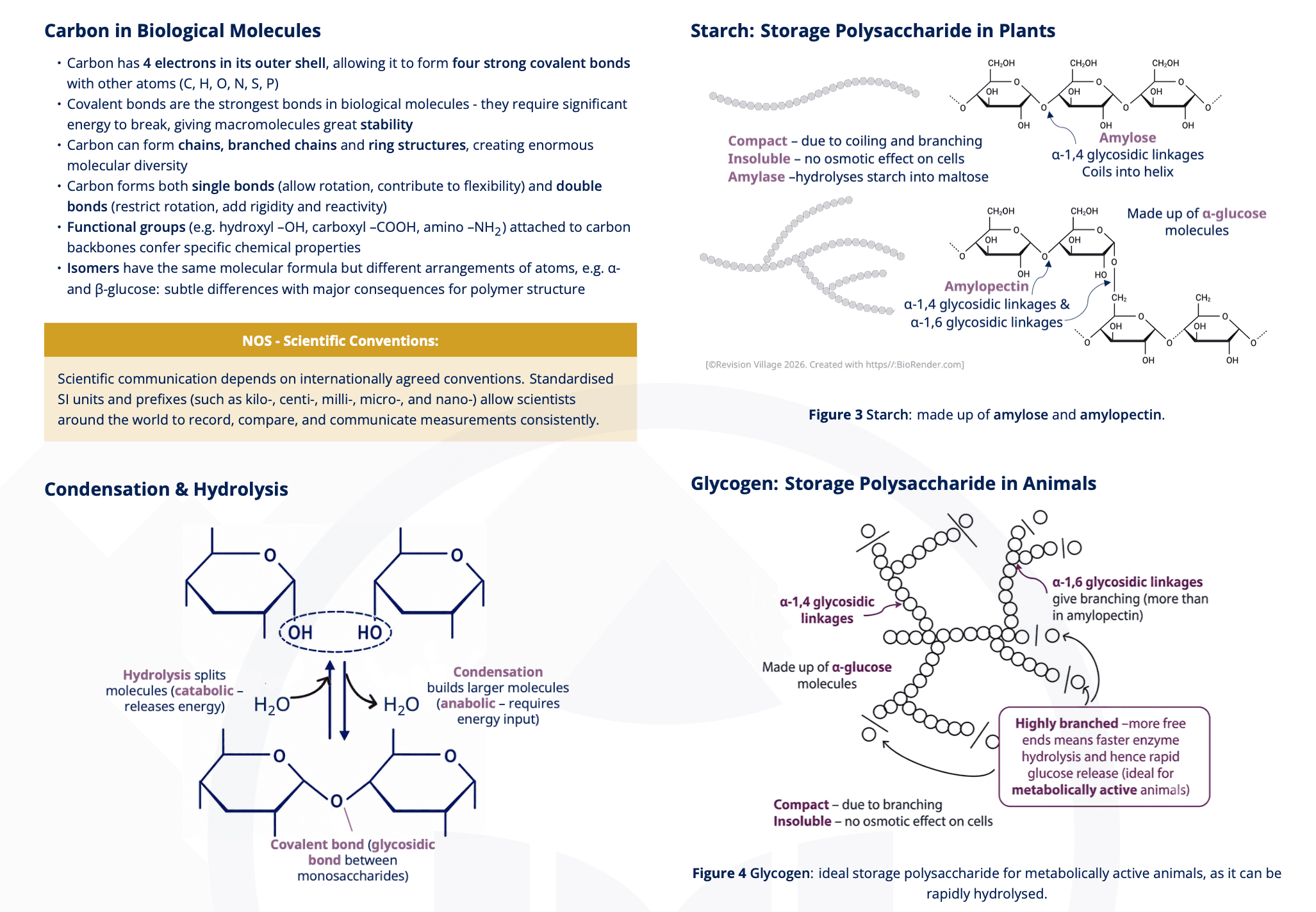 B1.1 - Carbohydrates & Lipids
