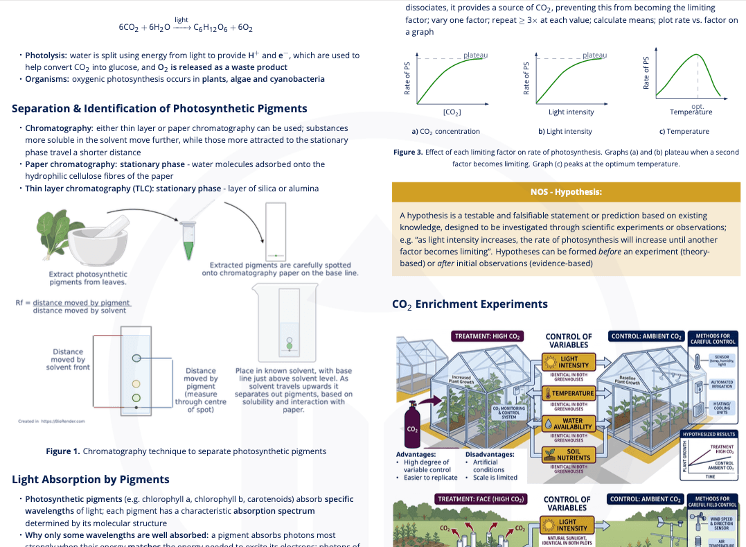 C1.3 - Photosynthesis