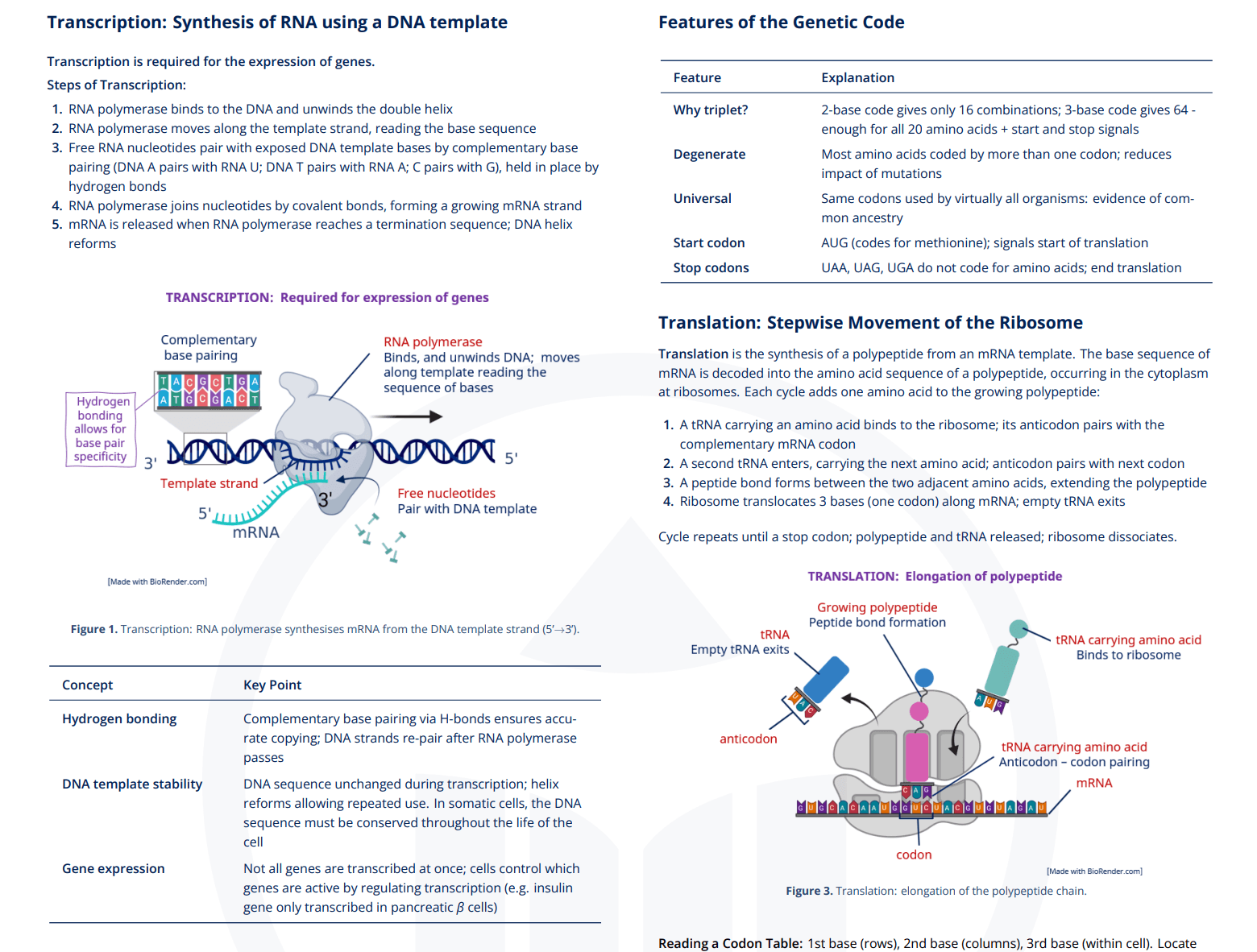 D1.2 - Protein Synthesis