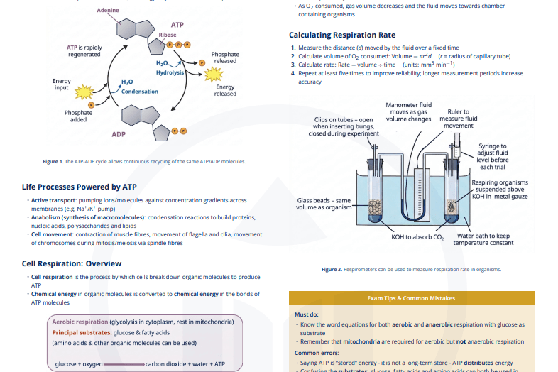C1.2 - Cell respiration
