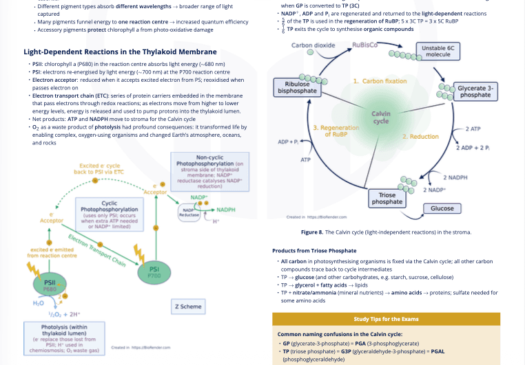 C1.3 - Photosynthesis