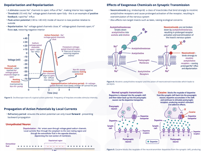 C2.2 Neural Signalling