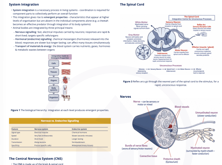 C3.1 Integration of Body Systems