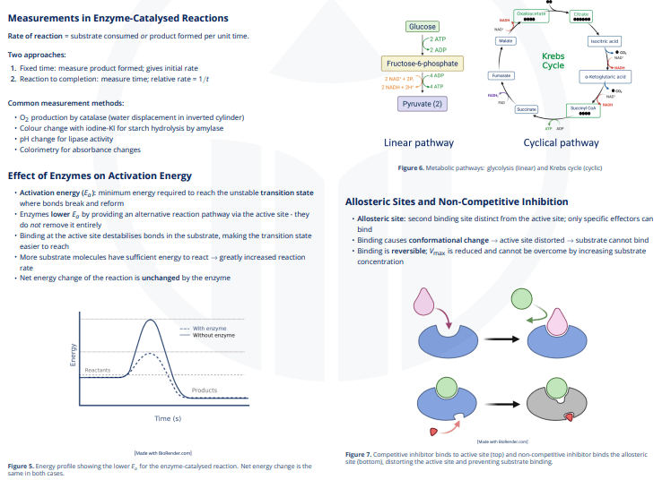 C1.1 - Enzymes and Metabolism