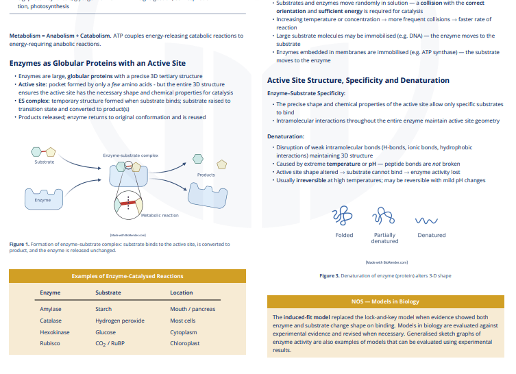 C1.1 - Enzymes and Metabolism