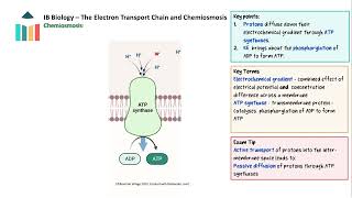 The Electron Transport Chain and Chemiosmosis video thumbnail