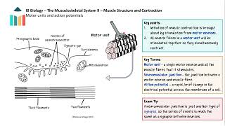 The Musculoskeletal System II video thumbnail