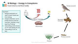 Energy in Ecosystems video thumbnail