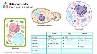 Cell Structure and Function video thumbnail
