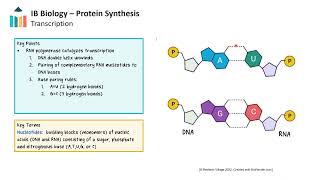 Protein Synthesis video thumbnail
