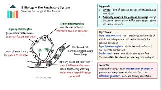 The Respiratory System video thumbnail