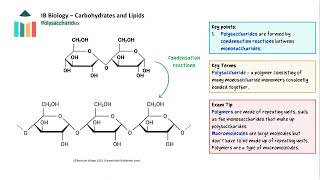 Carbohydrates and Lipids video thumbnail