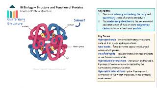 Structure and Function of Proteins video thumbnail