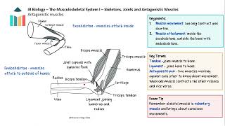 The Musculoskeletal System I video thumbnail