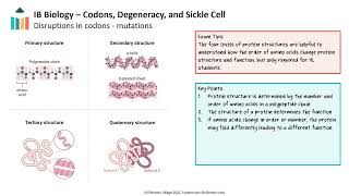 Codons, Degeneracy, and Sickle Cell video thumbnail