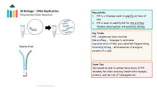 DNA Replication video thumbnail