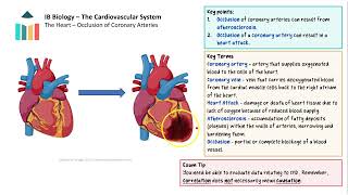 The Cardiovascular System video thumbnail